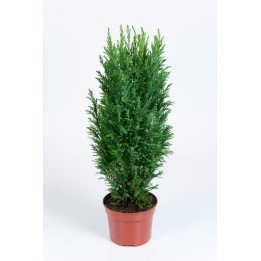 Chamaecyparis Lawsoniana "Ellwoodii"