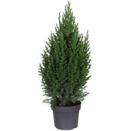 Juniperus Chin. "Stricta"