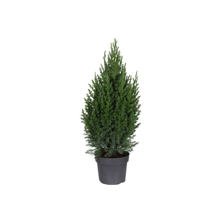 Juniperus Chin. "Stricta"