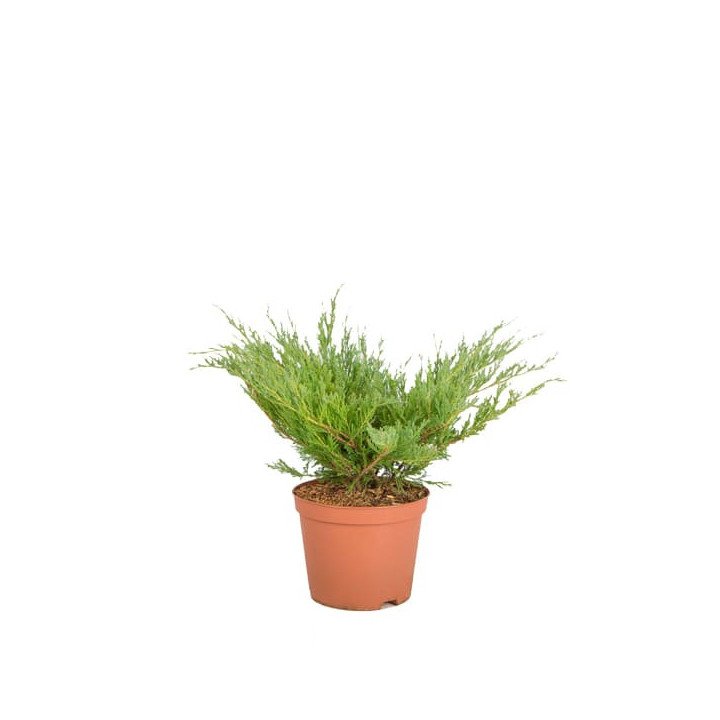 Juniperus Hor. "Andorra Compacta"