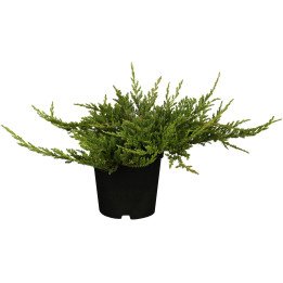 Juniperus Hor. "Prince of wales"