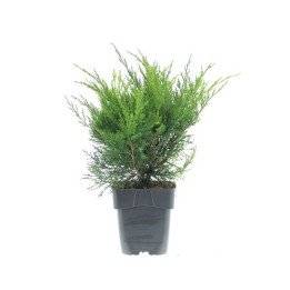Juniperus Med. "Mint Julep"