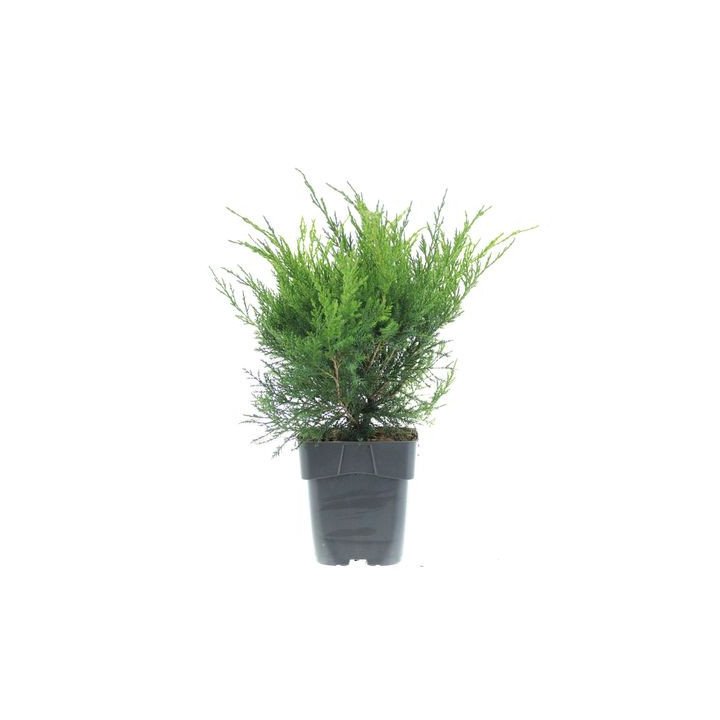 Juniperus Med. "Mint Julep"