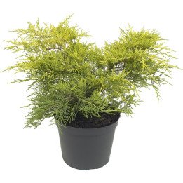 Juniperus Med. "Old Gold"