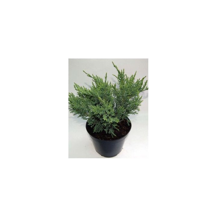 Juniperus Sab. "Tamariscifolia"