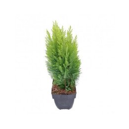 Chamaecyparis Lawsoniana "Empire"