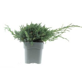 Juniperus Sq. "Blue Carpet"