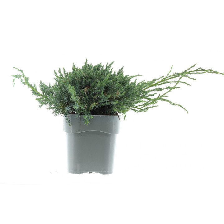 Juniperus Sq. "Blue Carpet"