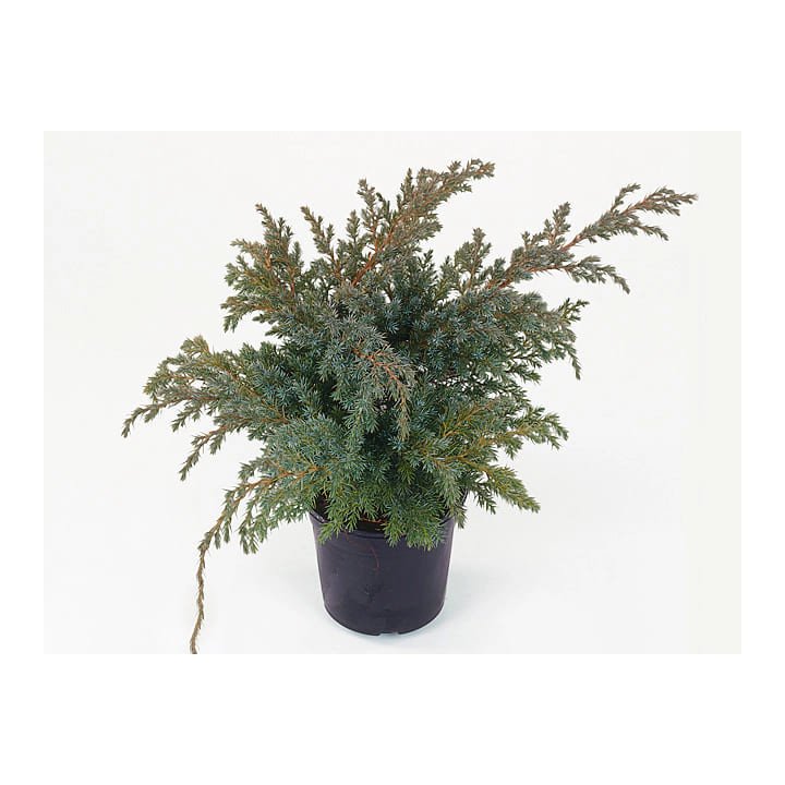 Juniperus Sq. "Blue Swede"