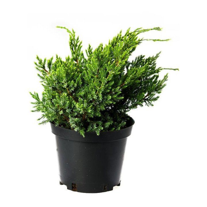Juniperus Sq. "Holger"