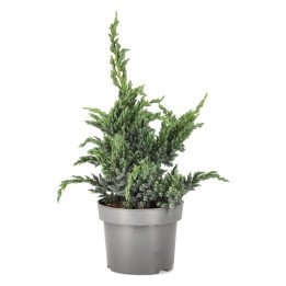 Juniperus Sq. "Meyerii"