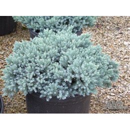 Juniperus Sq. "Blue compact"