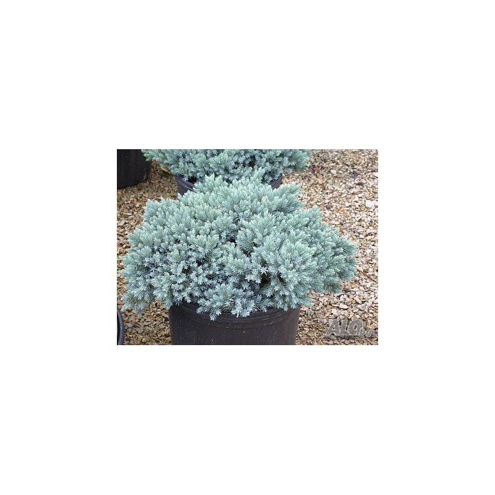 Juniperus Sq. "Blue compact"