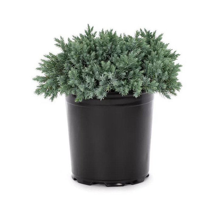 Juniperus Sq. "Blue Star"