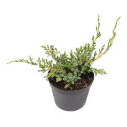 Juniperus Horizontalis "Blue Chip"