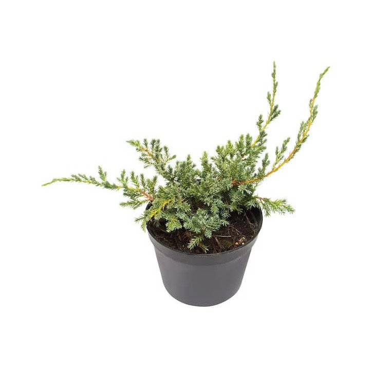 Juniperus Horizontalis "Blue Chip"