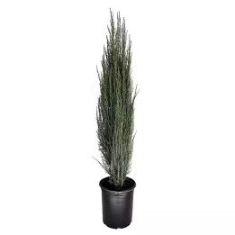Juniperus Scopu. "Blue Arrow"