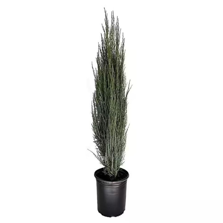 Juniperus Scopu. "Blue Arrow"