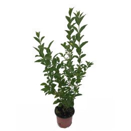 Ligustrum Ovalifolium