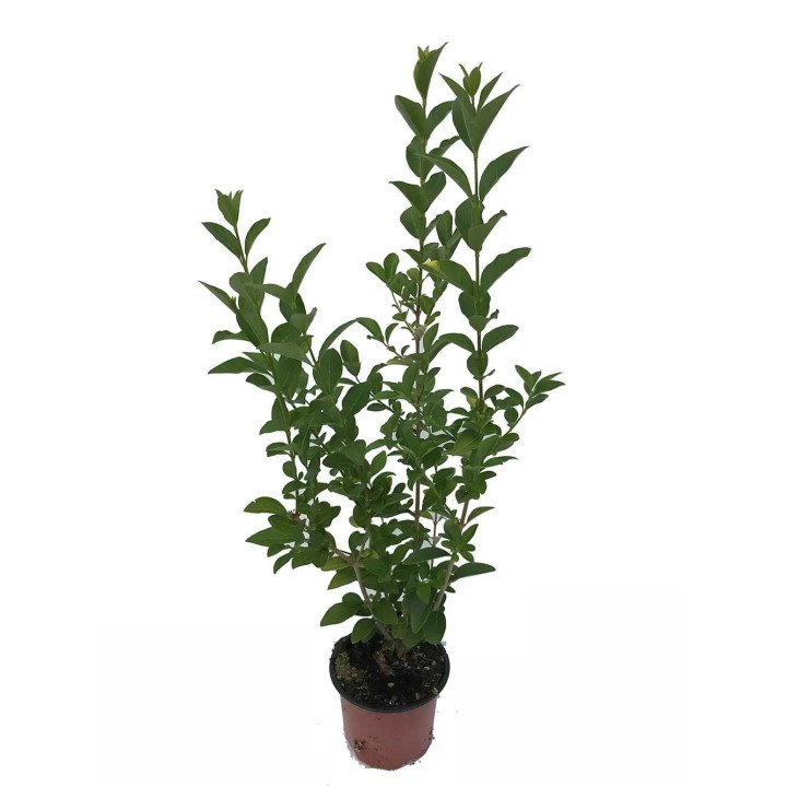 Ligustrum Ovalifolium
