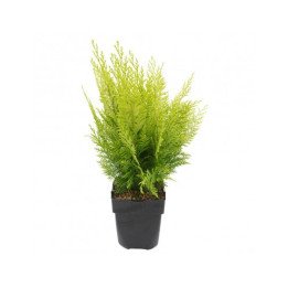 Chamaecyparis Lawsoniana "Ivonne"
