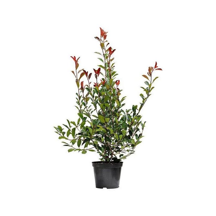 Photinia "Red Robin"