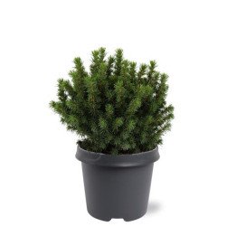 Picea Glauca “Alberta Globe”