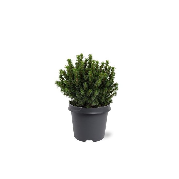 Picea Glauca “Alberta Globe”