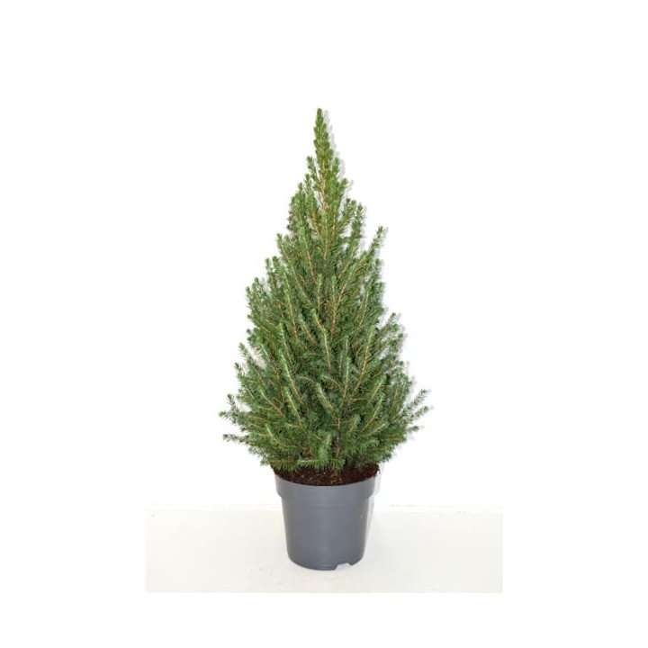 Picea Glauca "December" ®
