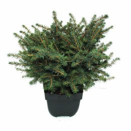 Picea Omorika "Karel"