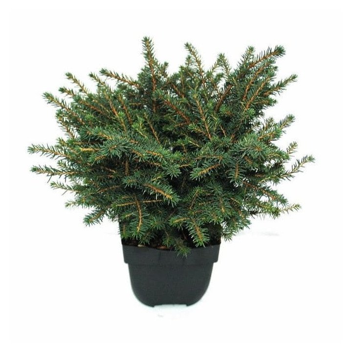 Picea Omorika "Karel"