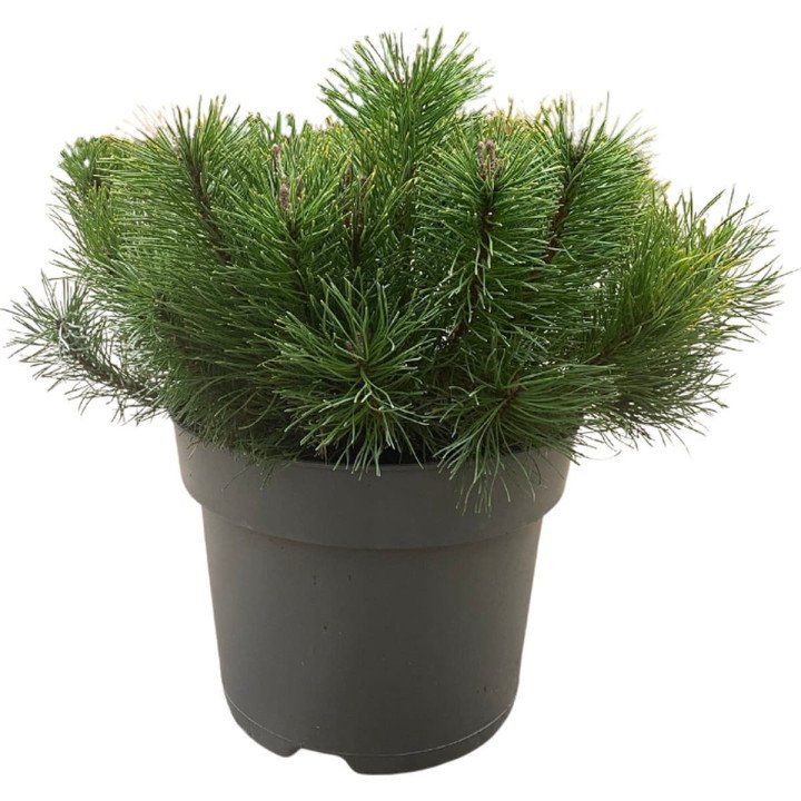 Pinus Mugo "Pumilio"