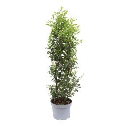 Prunus Laur. "Angustifolia"