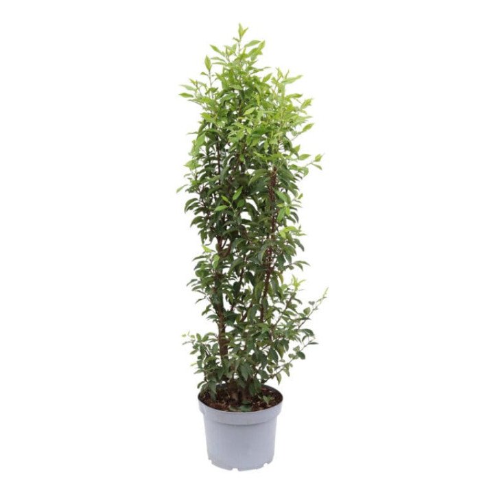 Prunus Laur. "Angustifolia"