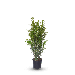 Prunus Laur. "Elly" ®