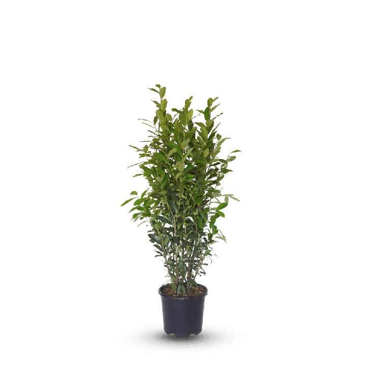 Prunus Laur. "Elly" ®