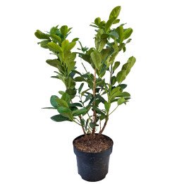 Prunus Laur. "Genolia"