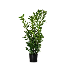 Prunus Laur. "Novita"