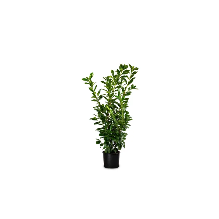 Prunus Laur. "Novita"
