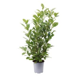 Prunus laur. "Rotundifolia"