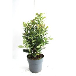 Prunus laur. "Bonaparte (r)"
