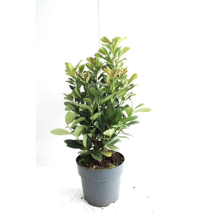Prunus laur. "Bonaparte (r)"