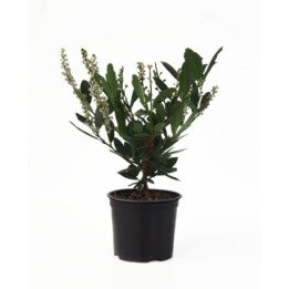 Prunus Otto Luycken