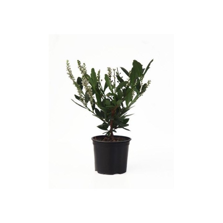 Prunus Otto Luycken