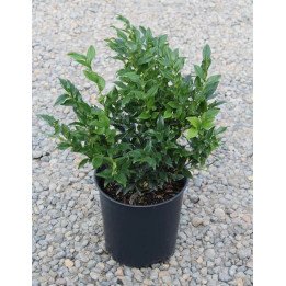 Sarcococca Confusa