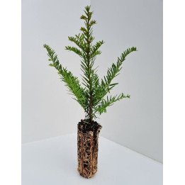 Taxus Baccata