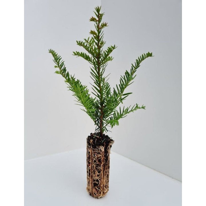 Taxus Baccata