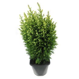 Chamaecyparis Lawsoniana "Snow White"
