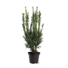 Taxus Hilli