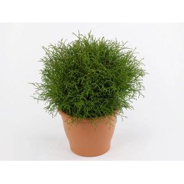 Thuja Occ. "Bowling ball"
